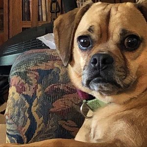 Meet your Posher, Amy